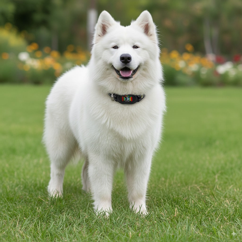 Stop Dog Barking Now! Color Display Rechargeable Anti-Bark Collar - AI-Powered Detection, Zero False Triggers, Anti-Mistouch Bark Collar, IP67 Waterproof Dog Training Collar